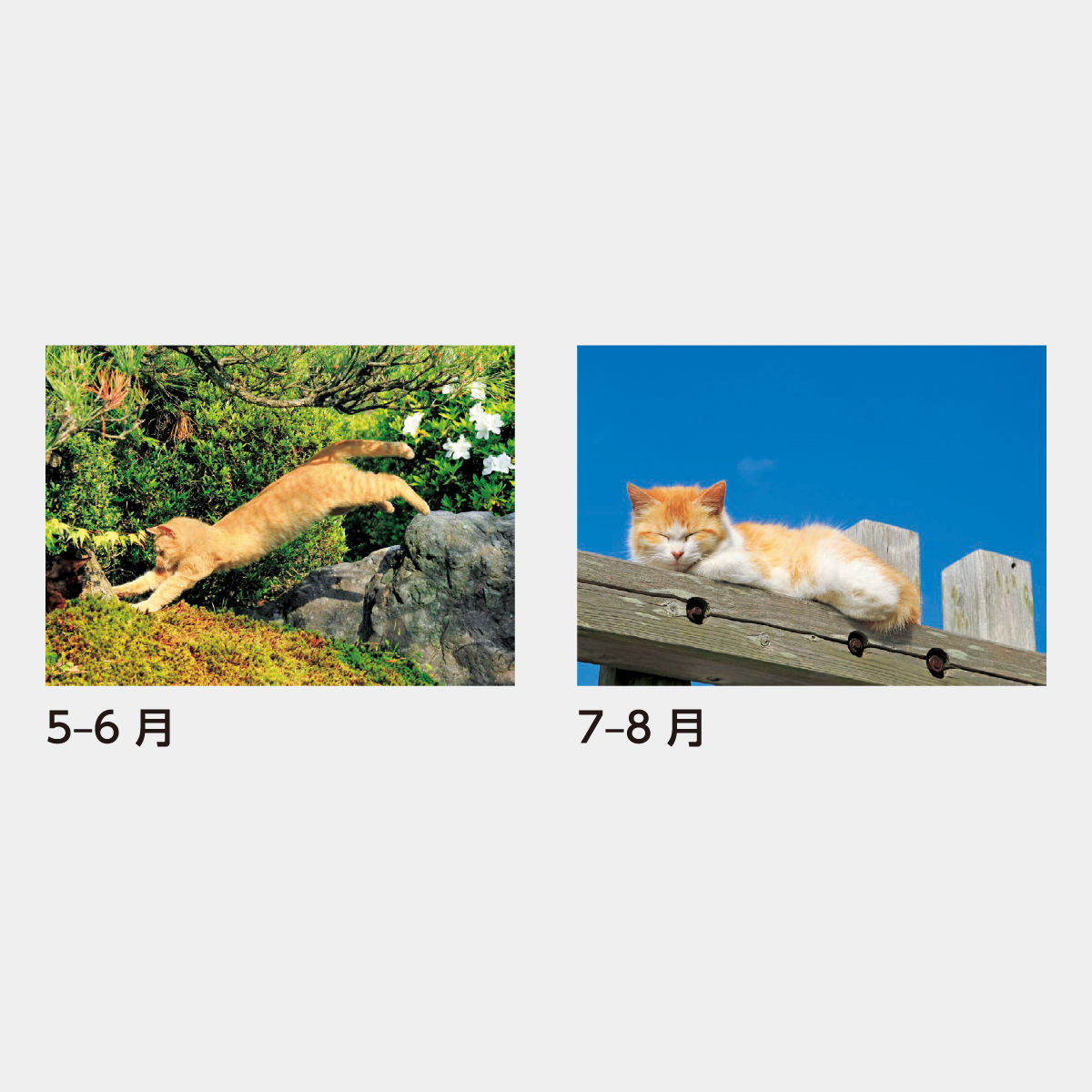 SB-120 猫さんぽ〔2ヶ月玉〕