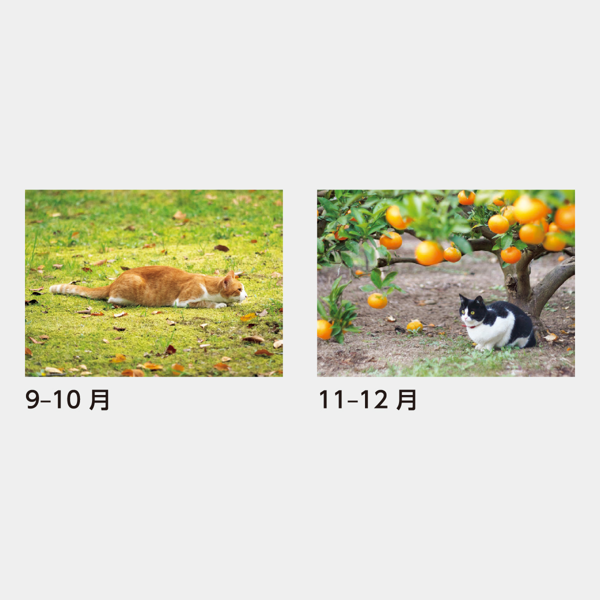 SB-120 猫さんぽ〔2ヶ月玉〕