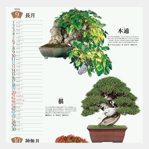 SB-130 盆栽