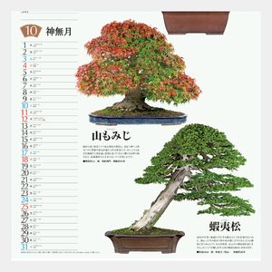 SB-130 盆栽