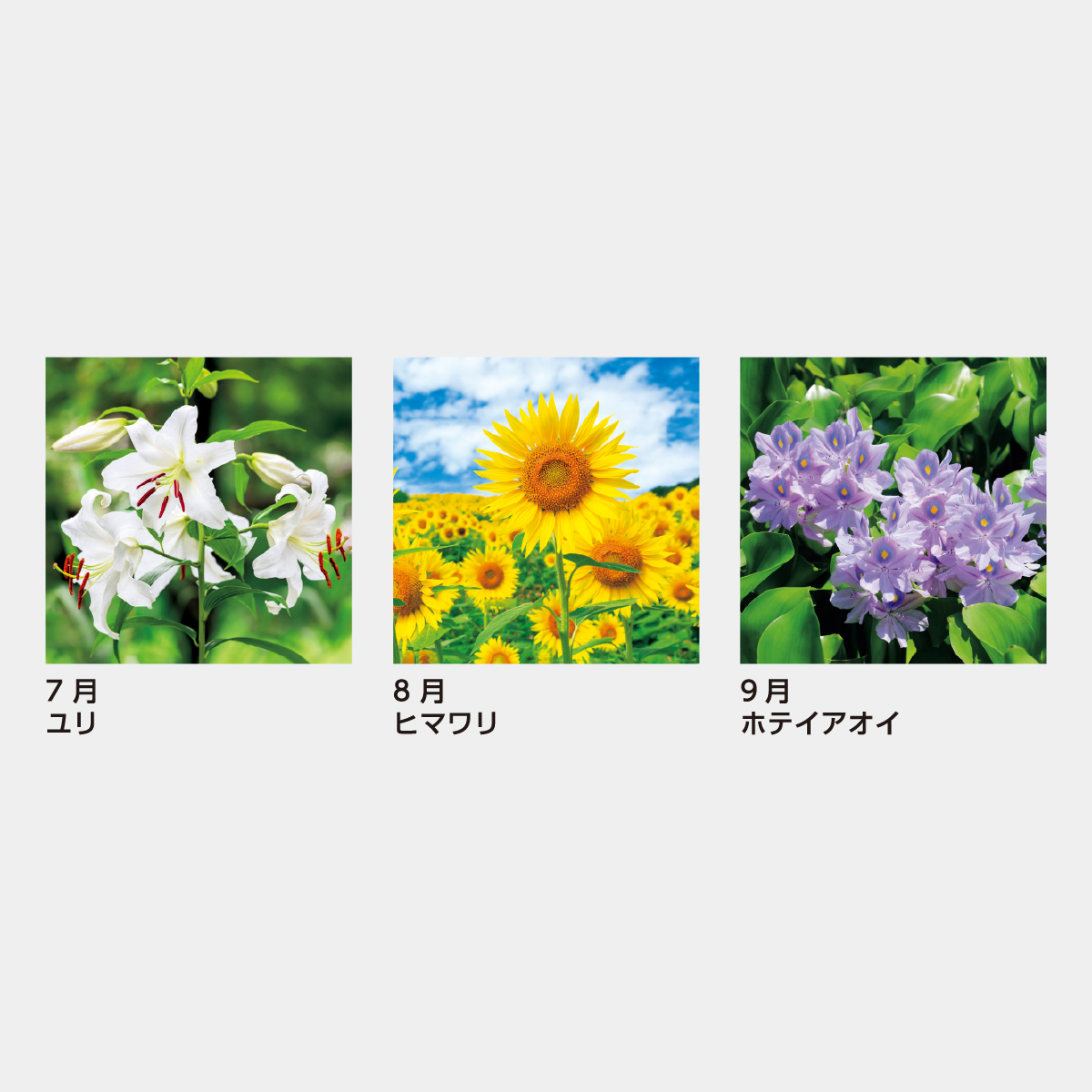 SB-150 リビングカレンダー(ポケット付)2026年版の名入れ