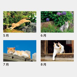 SB-170 猫さんぽ