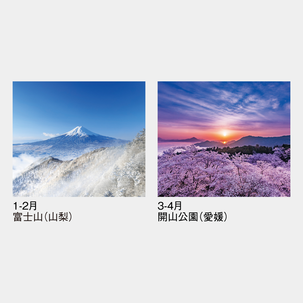 SG-403 四季六彩(大)