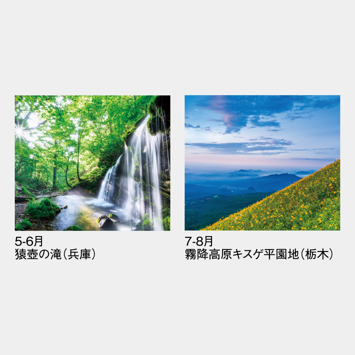 SG-403 四季六彩(大)