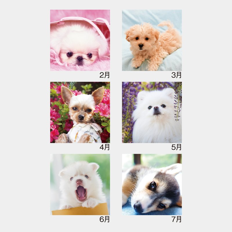 SM-100S Pretty Dogs