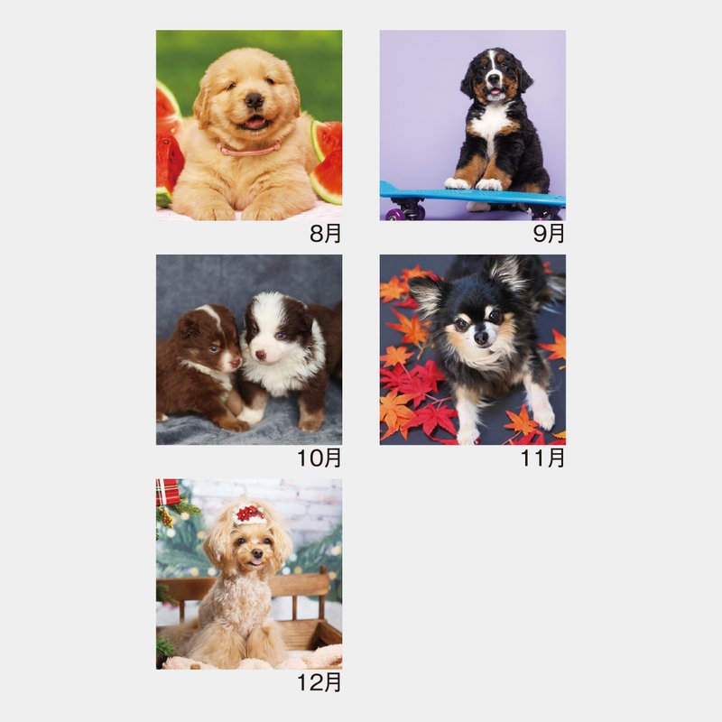 SM-100S Pretty Dogs