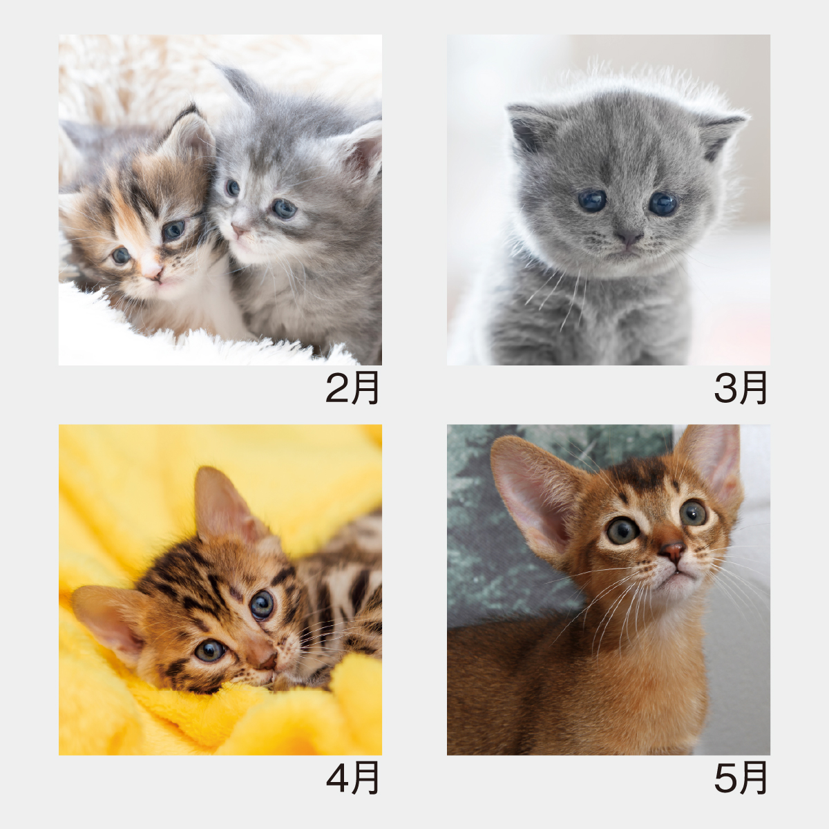 SM-105 Sweet Cats