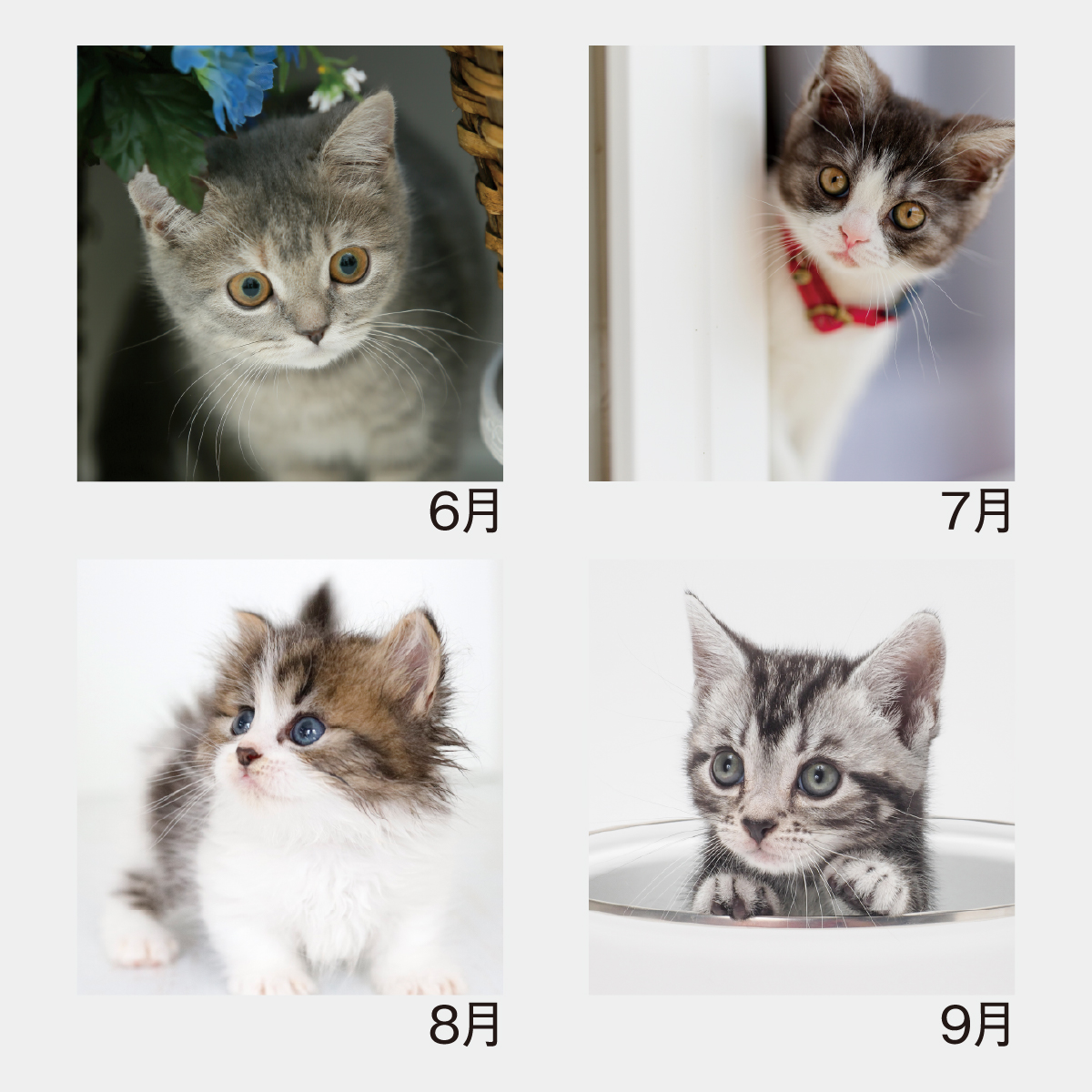 SM-105 Sweet Cats