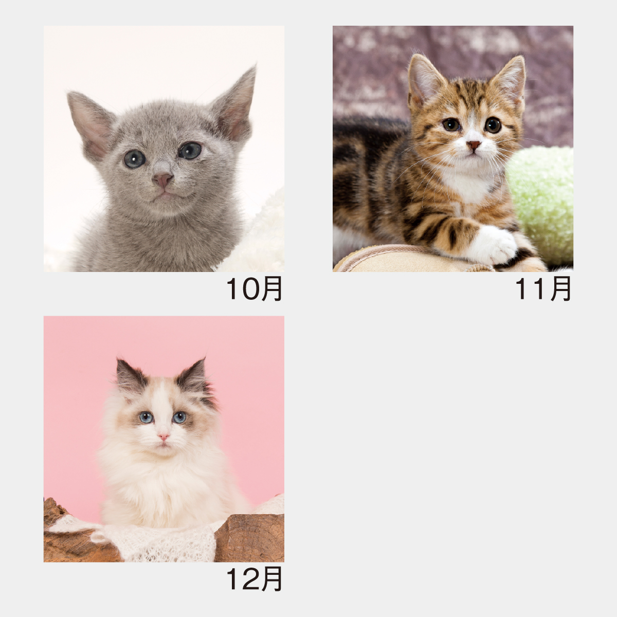 sweet cat sweet