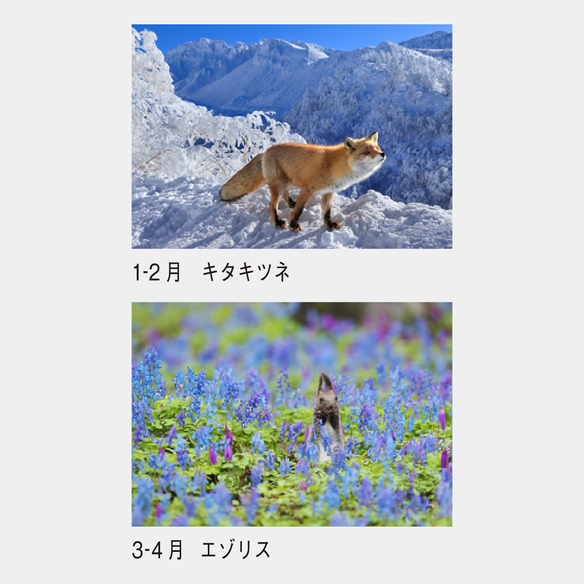 SP-16 ディアフォレスト