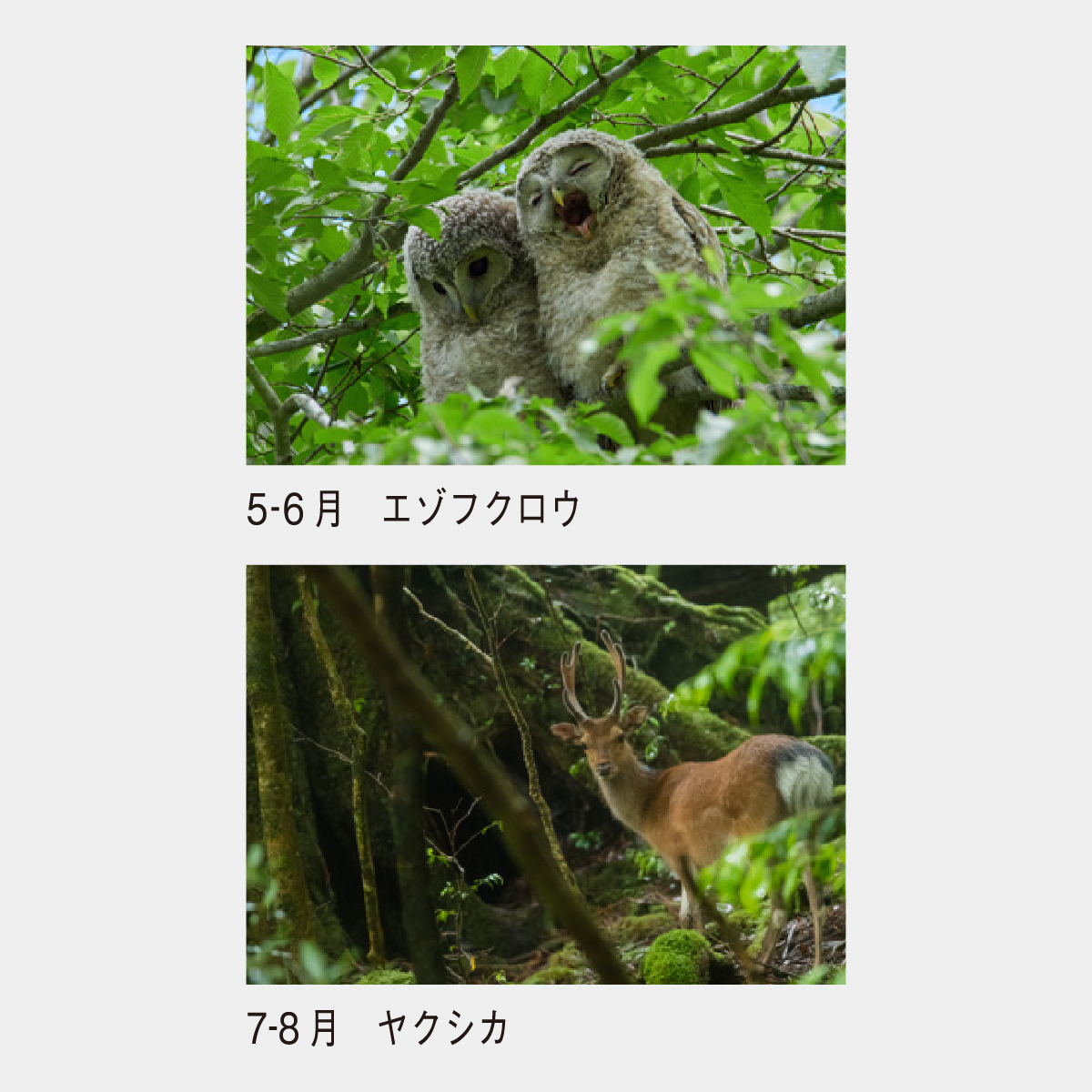 SP-16 ディアフォレスト