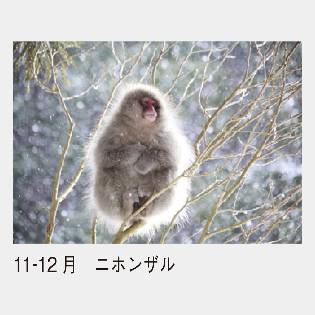 SP-16 ディアフォレスト