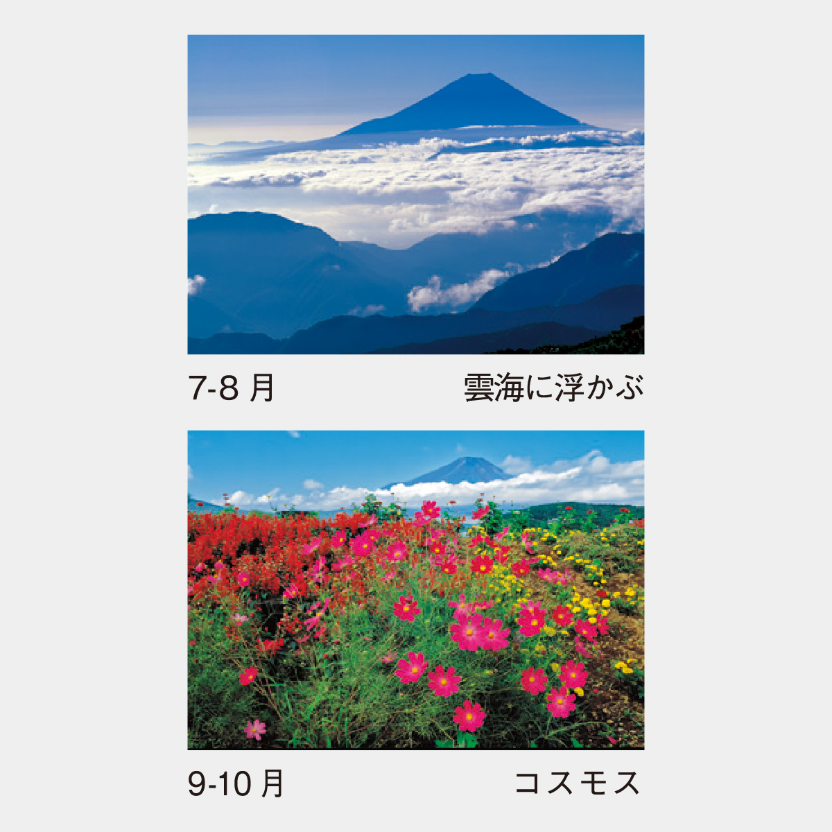 英語版　不毛の大地　4枚セット 不毛の大地/Wasteland《英語》【Reprint Cards(Mystery Booster2)】