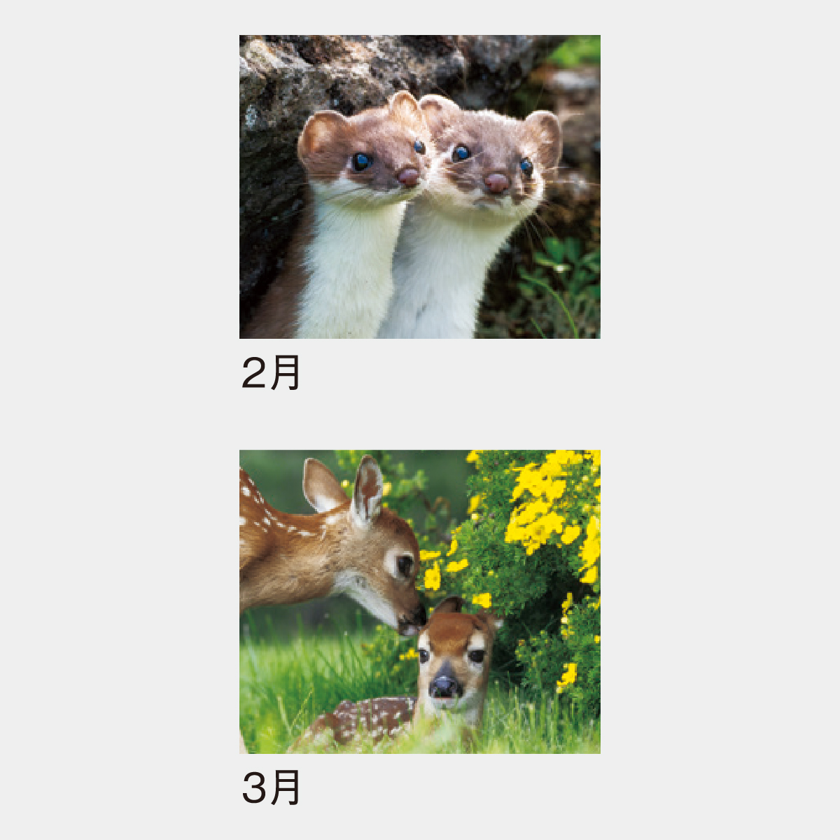 SP-301 ハートウォーム　アニマルズ