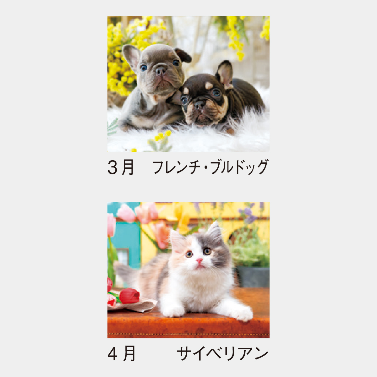 SP-302 ウィズ ドッグ＆キャット