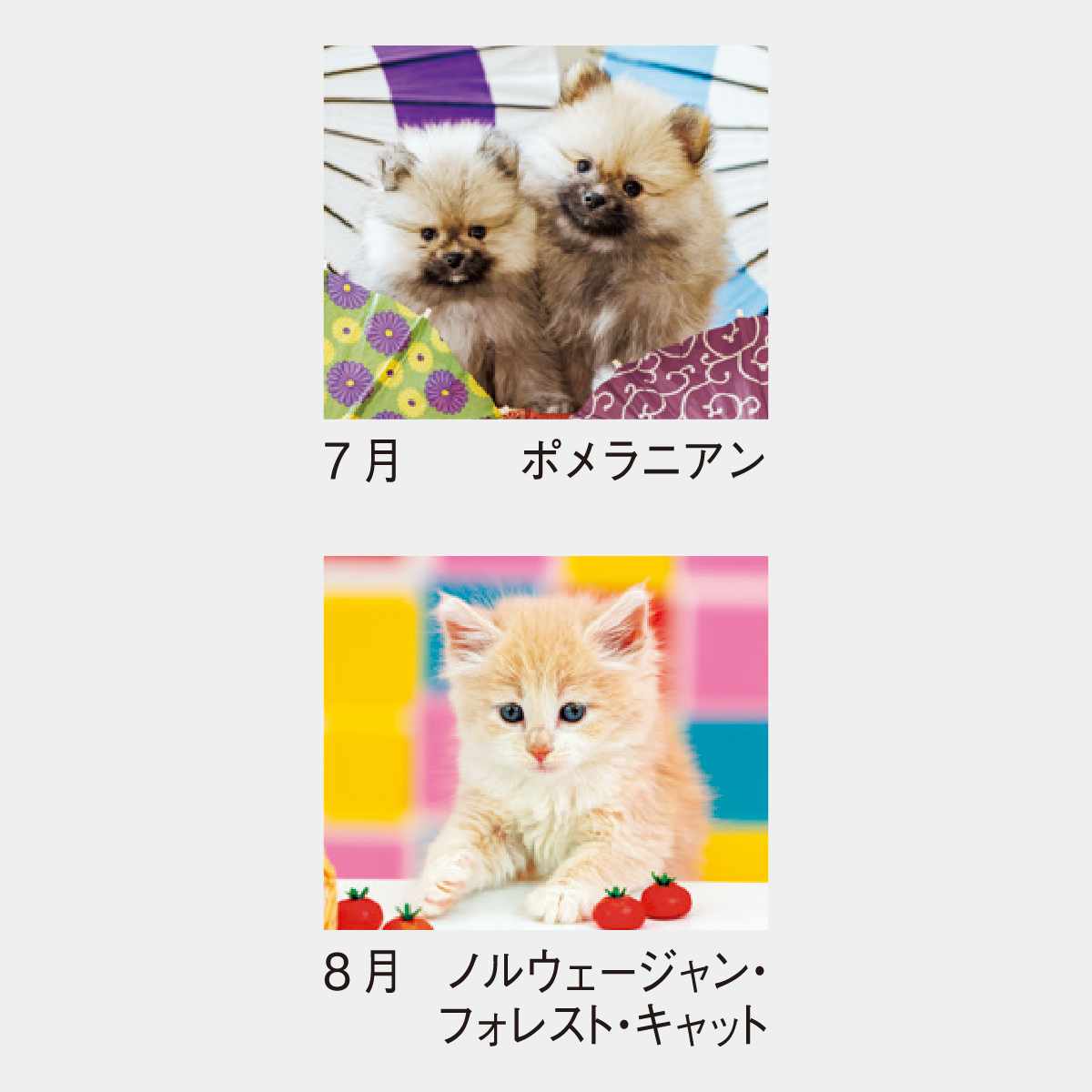 SP-302 ウィズ ドッグ＆キャット