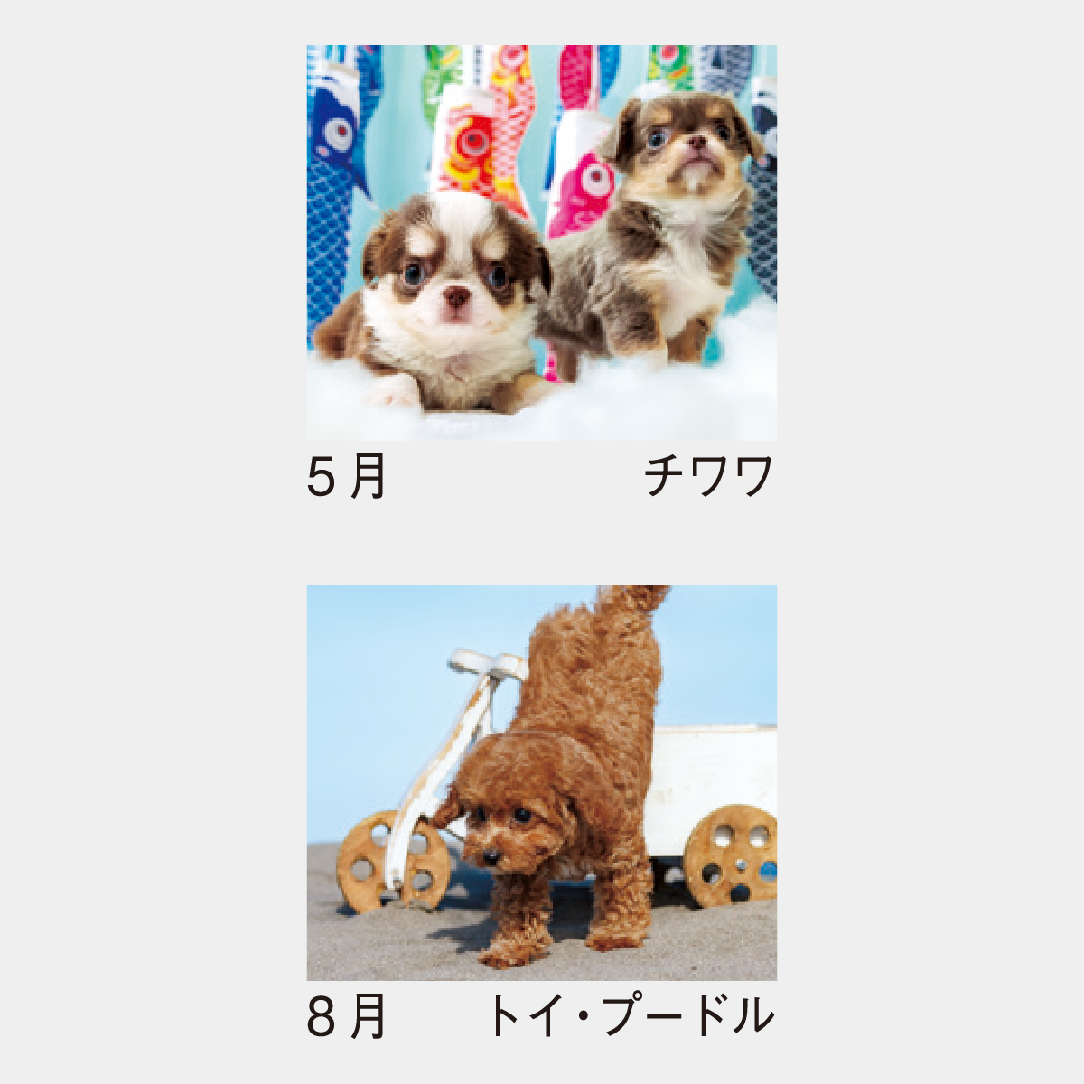 SP-304 ウィズドッグ