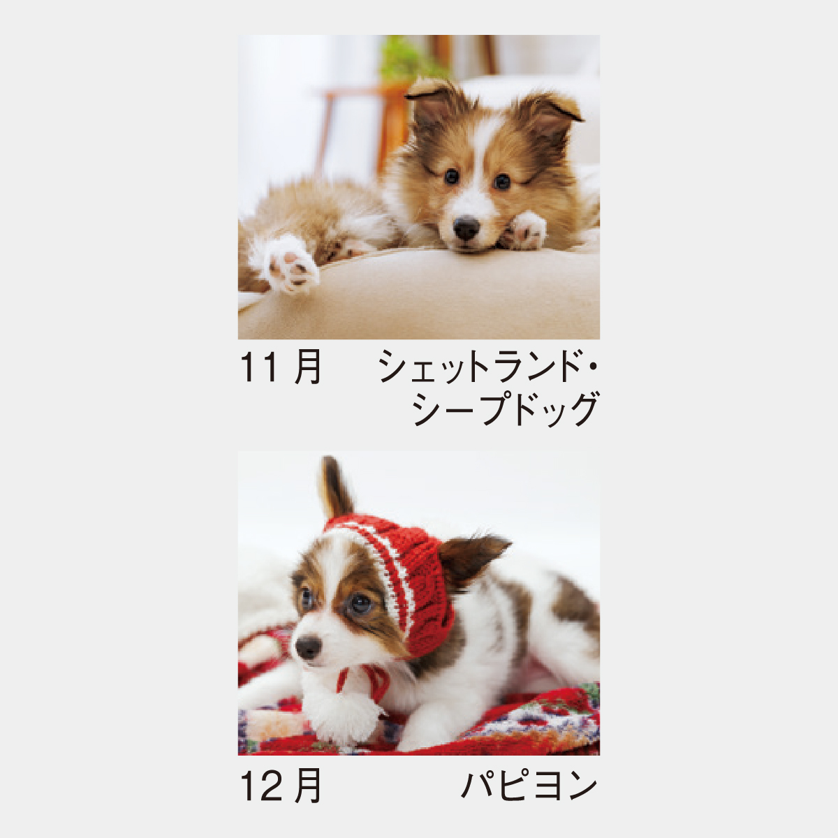 表札☆シェットランドシープドッグ200☆ f2c2a99676324a867b8c9dd90ff988