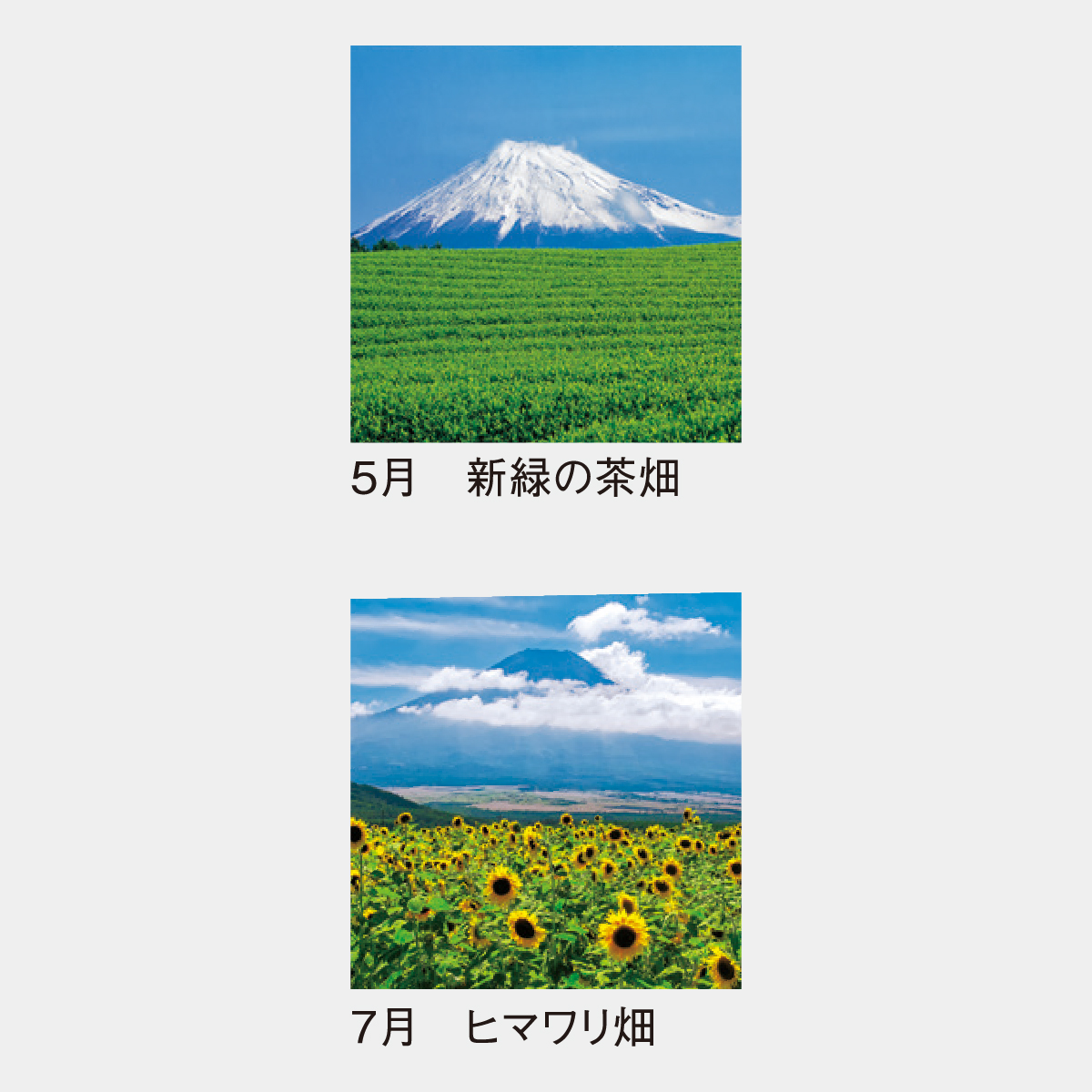 SP-334 富士の四季