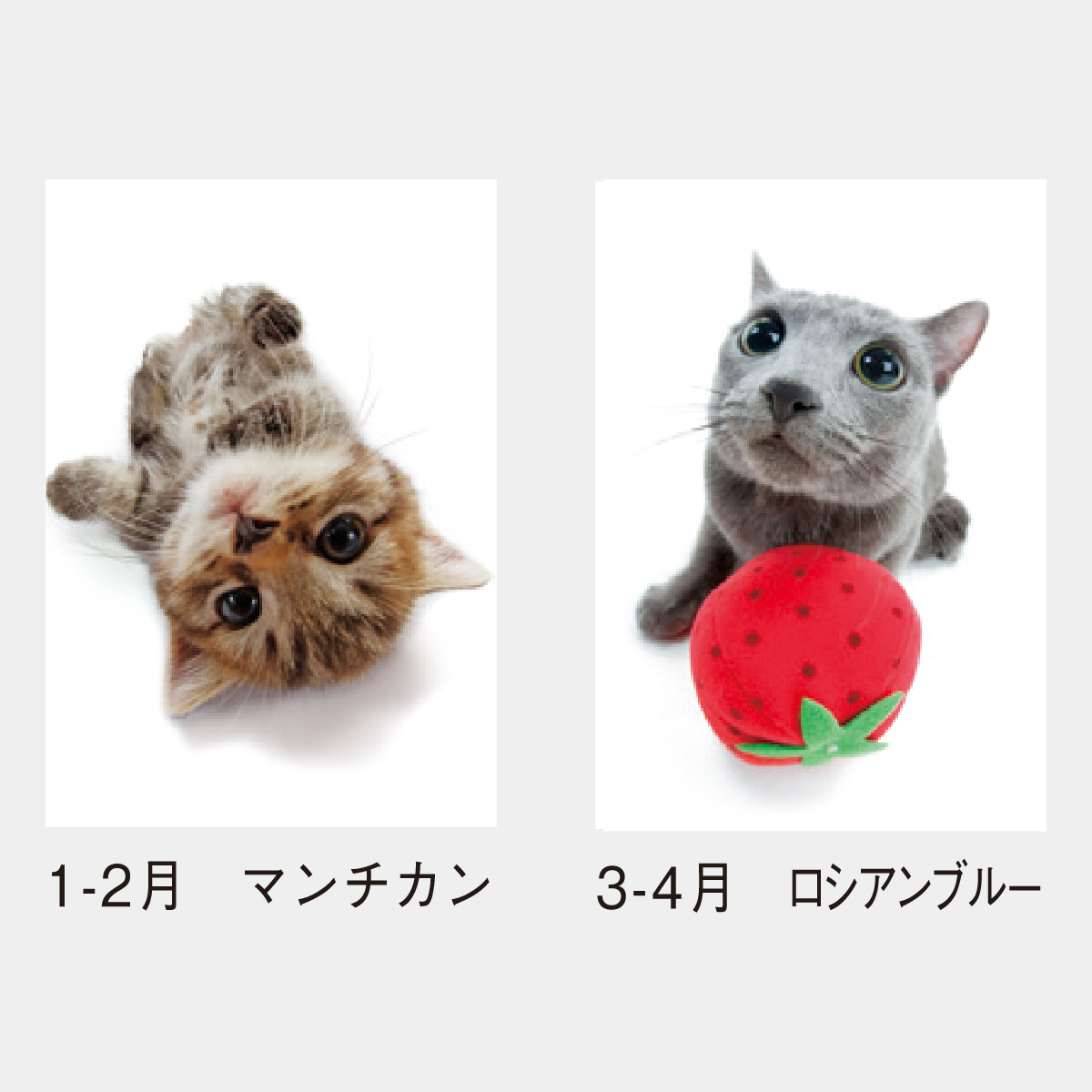 SP-61 キューティーキャット