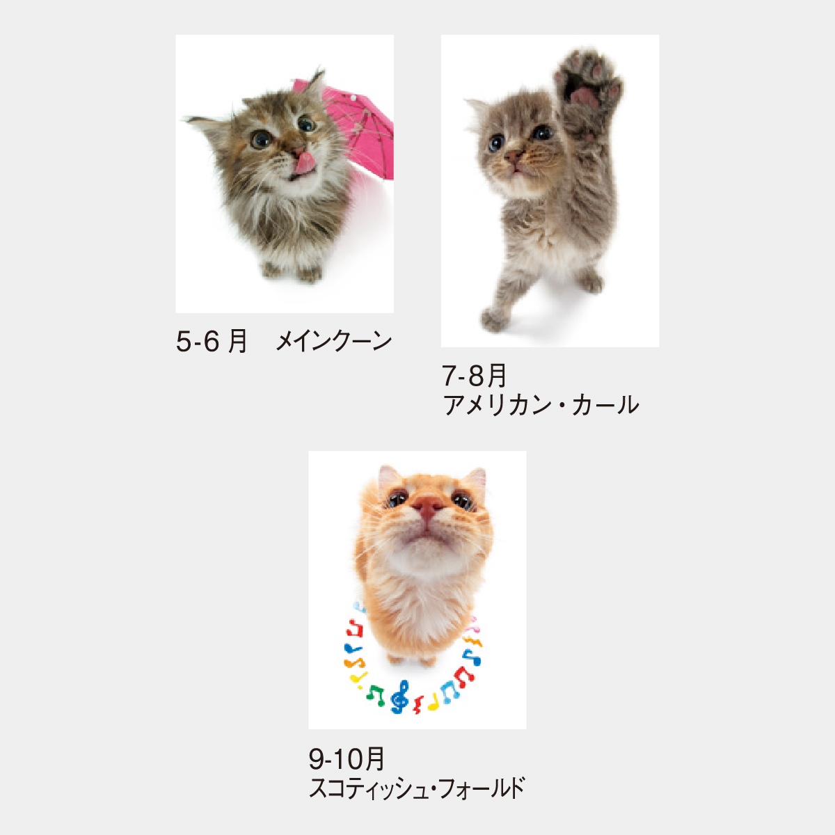 SP-61 キューティーキャット