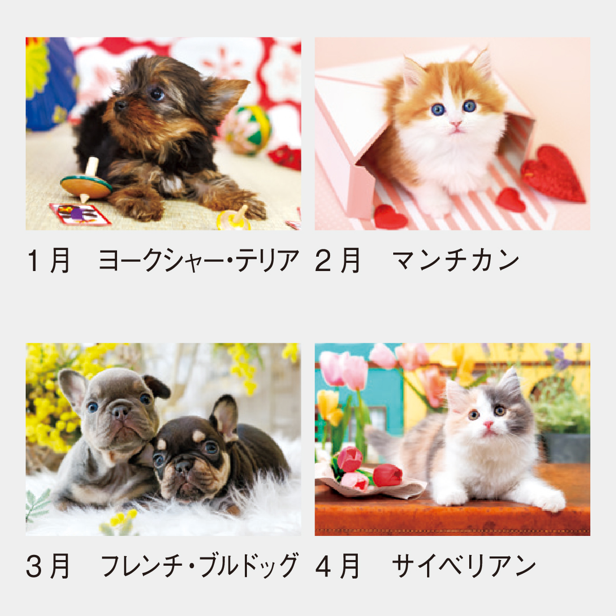 SP-65 ラブリードッグ&キャット