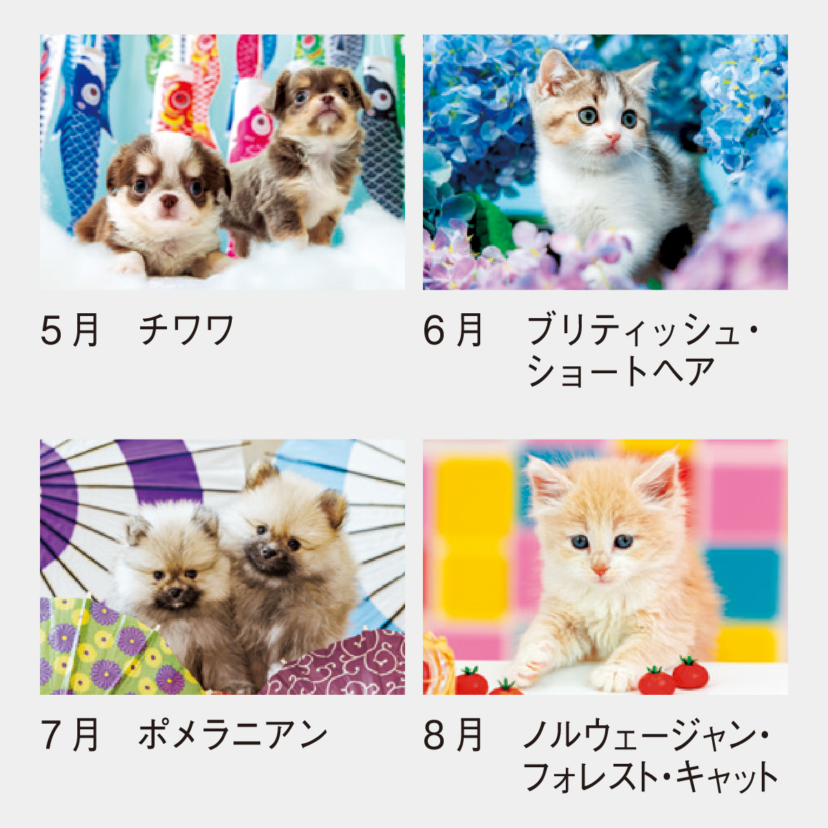 SP-65 ラブリードッグ&キャット