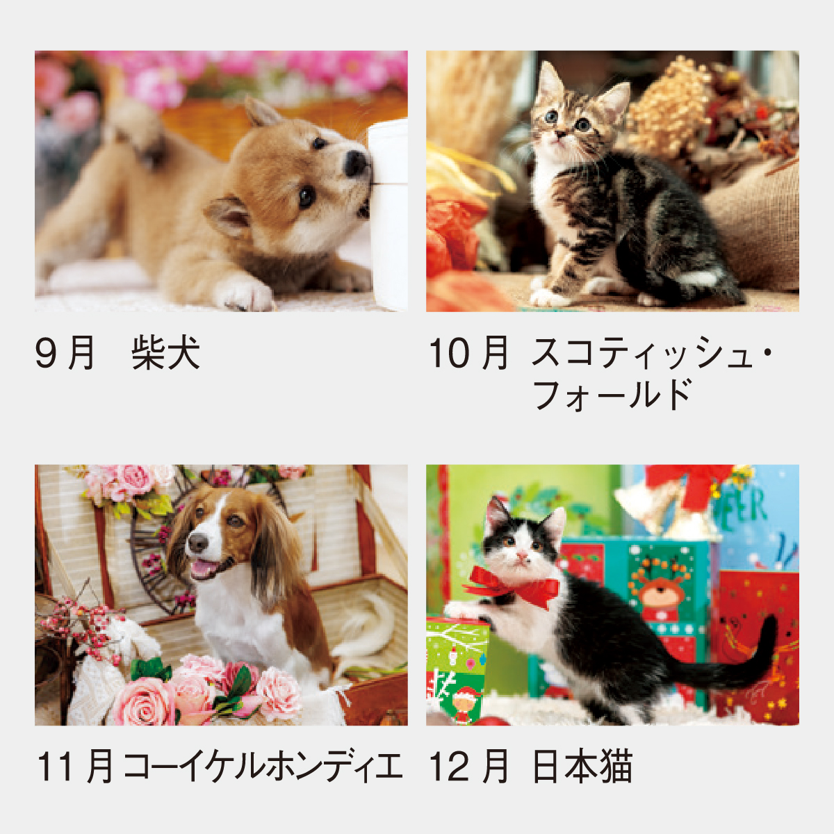 在庫SALE【完全版】かわいい仔犬