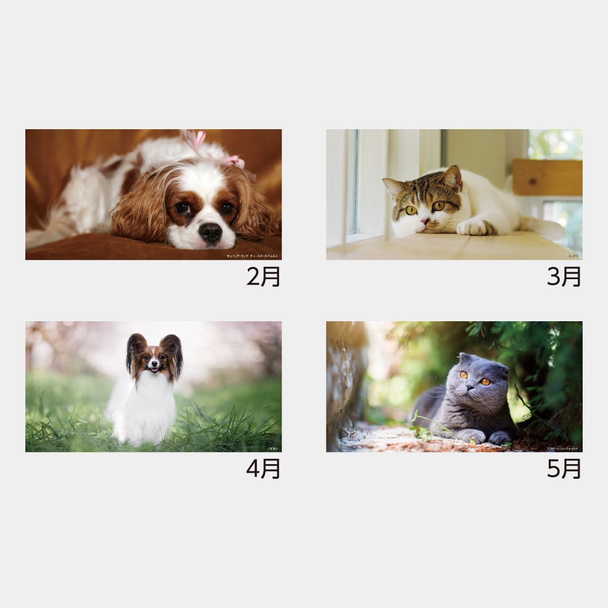 TC-3 メール便 ペットカレンダー