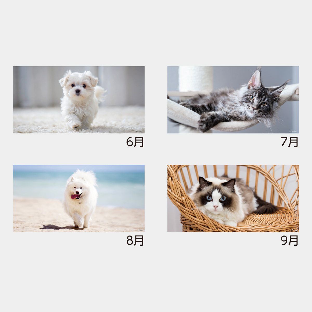 TC-3 メール便 ペットカレンダー