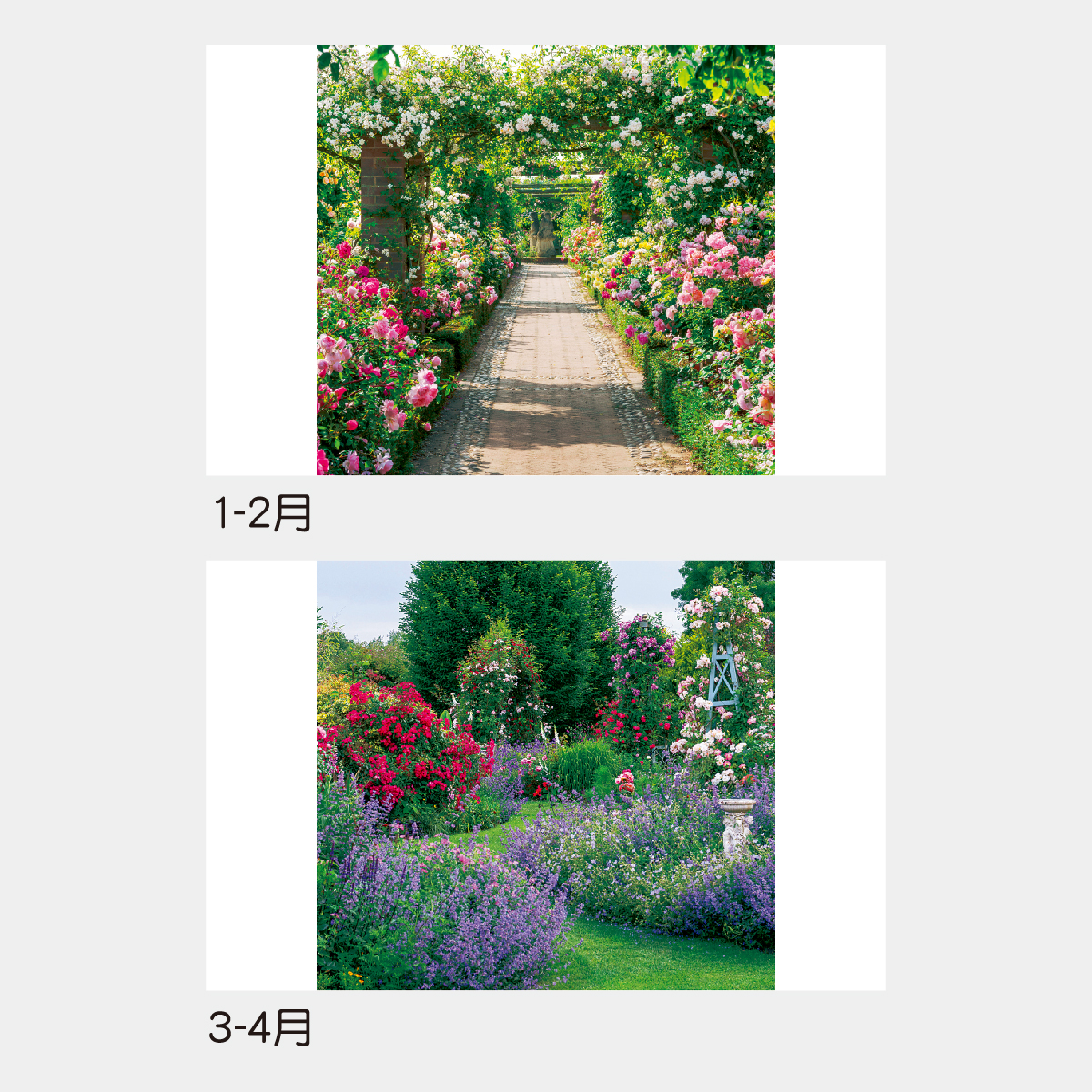 TD-535 【フィルム】イングリッシュ･ガーデン