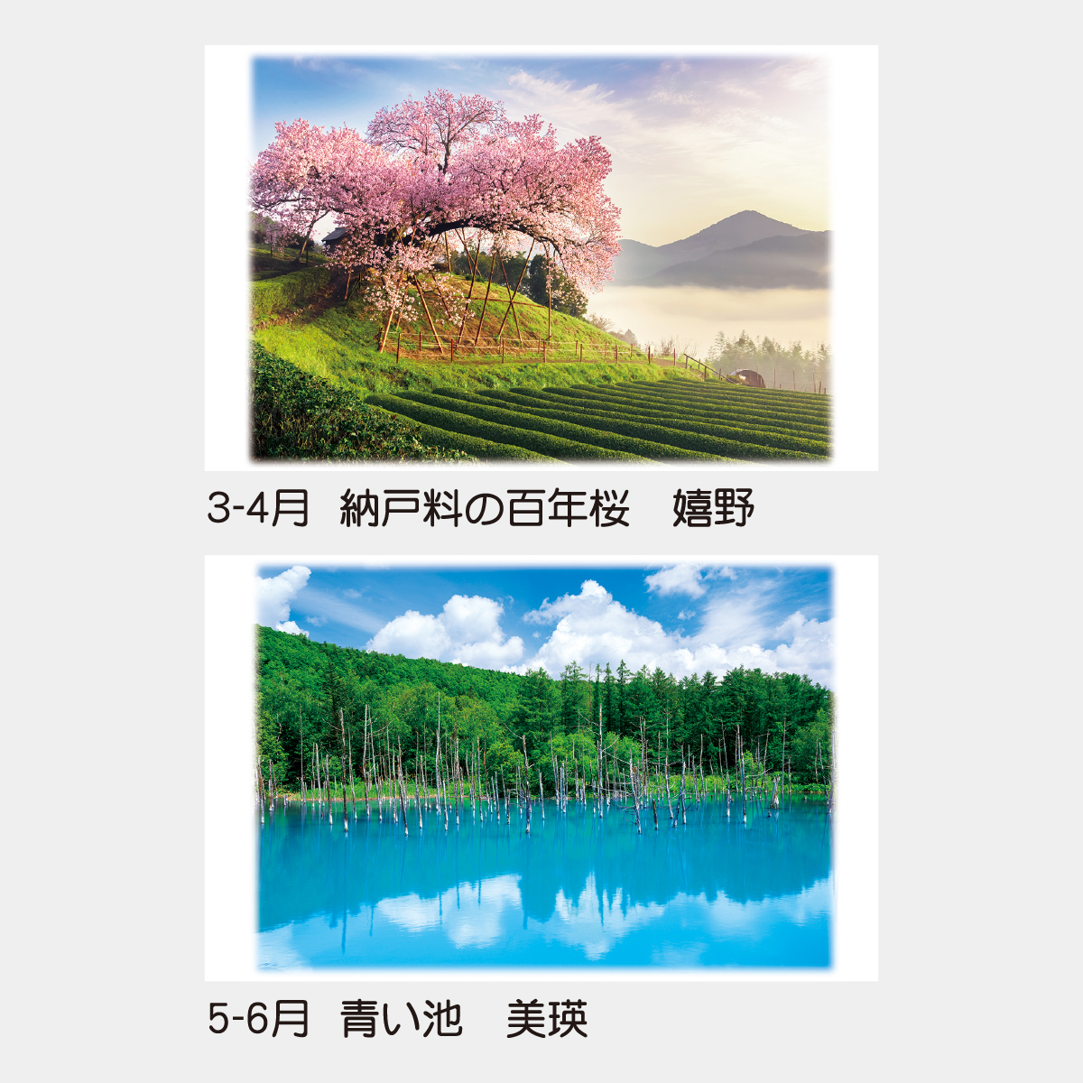 TD-702 四季の香り(2ヶ月ミシン目入)