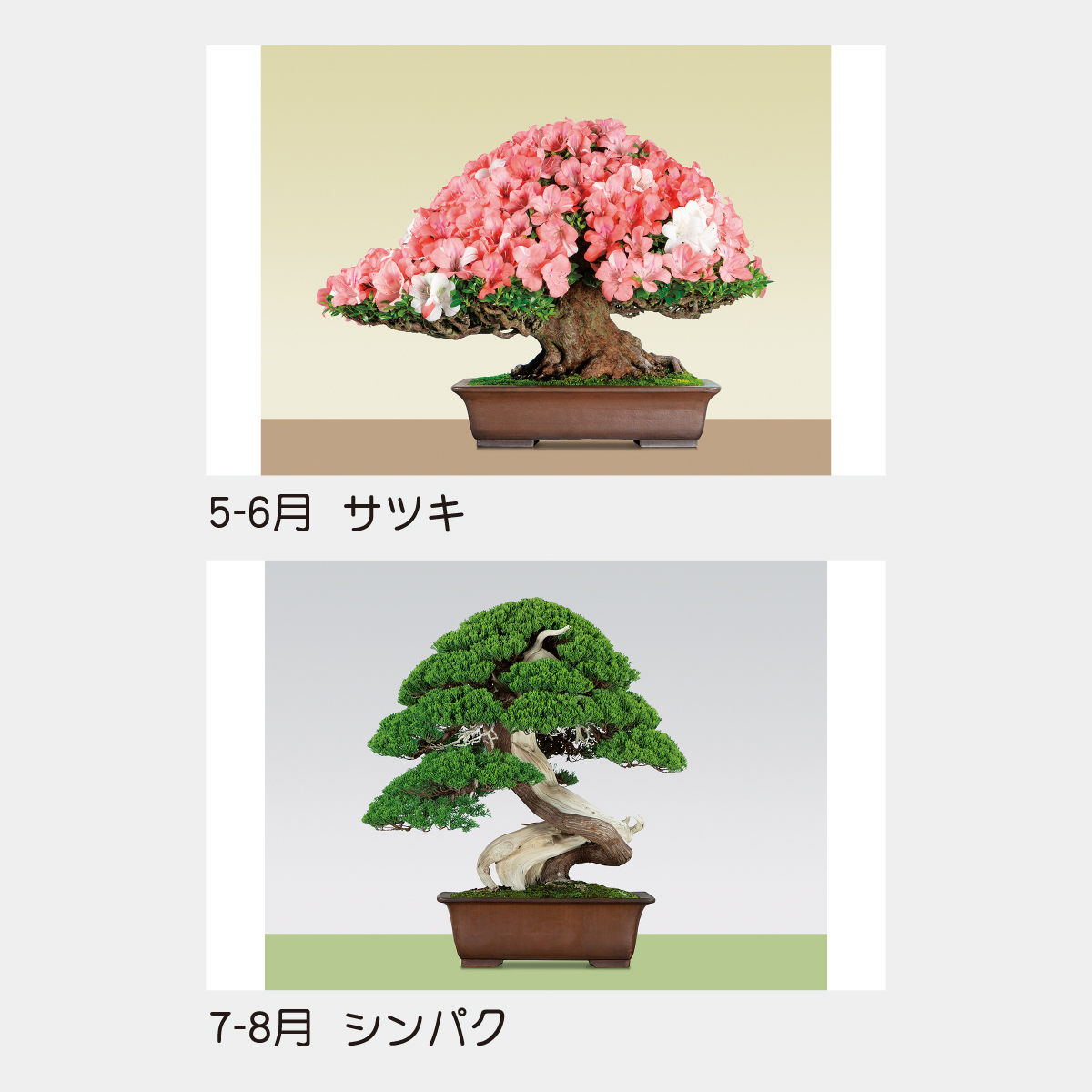 TD-721 日本のこころ(盆栽)