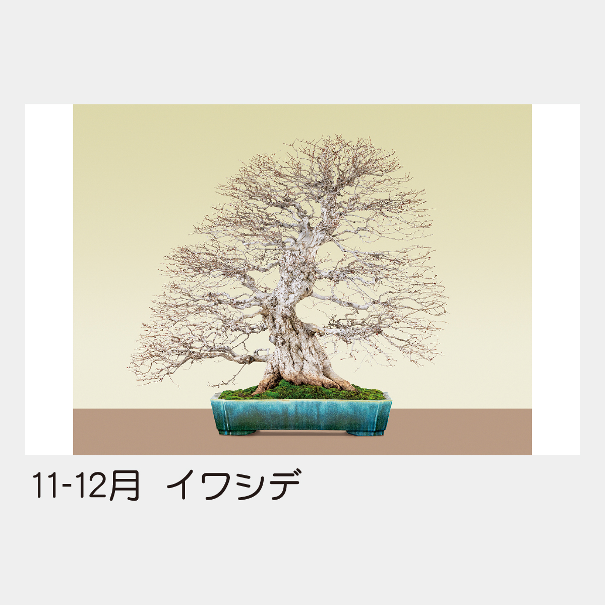 TD-721 日本のこころ(盆栽)