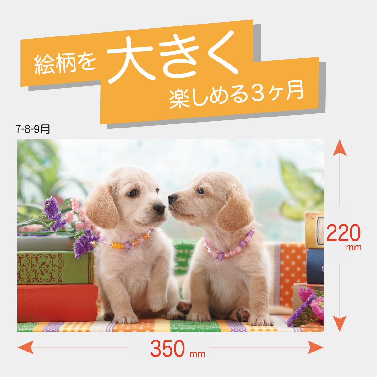 TD-775 ワンニャン3カ月-上から順タイプ-