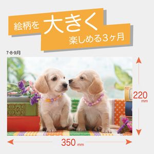 TD-775 ワンニャン3カ月-上から順タイプ-