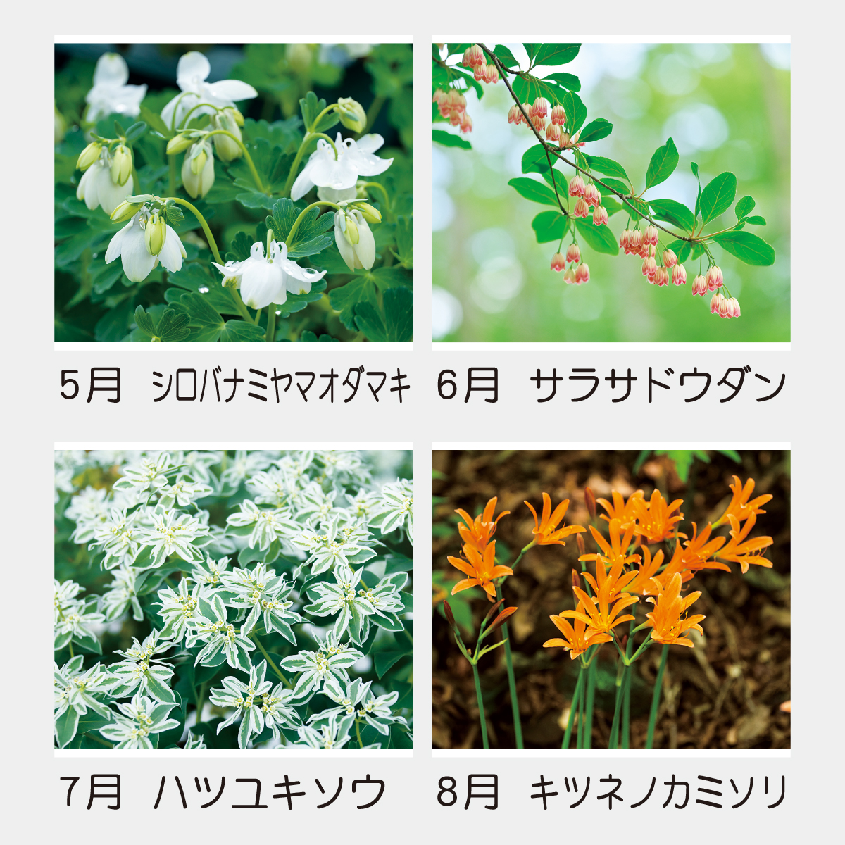 Td 818 日本の山野草 21年版名入れカレンダーを格安で販売 名入れカレンダー印刷 Com Td 818 日本の山野草 21年版名入れカレンダーを格安で販売 名入れカレンダー印刷 Com