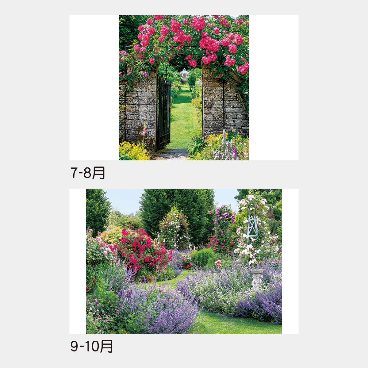 TD-916 イングリッシュ･ガーデン