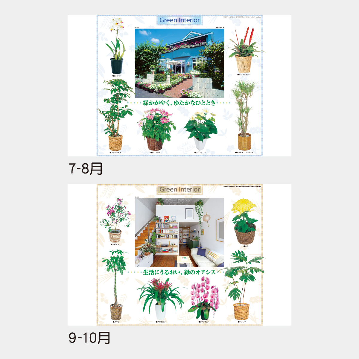 TD-917 観葉植物と暮し