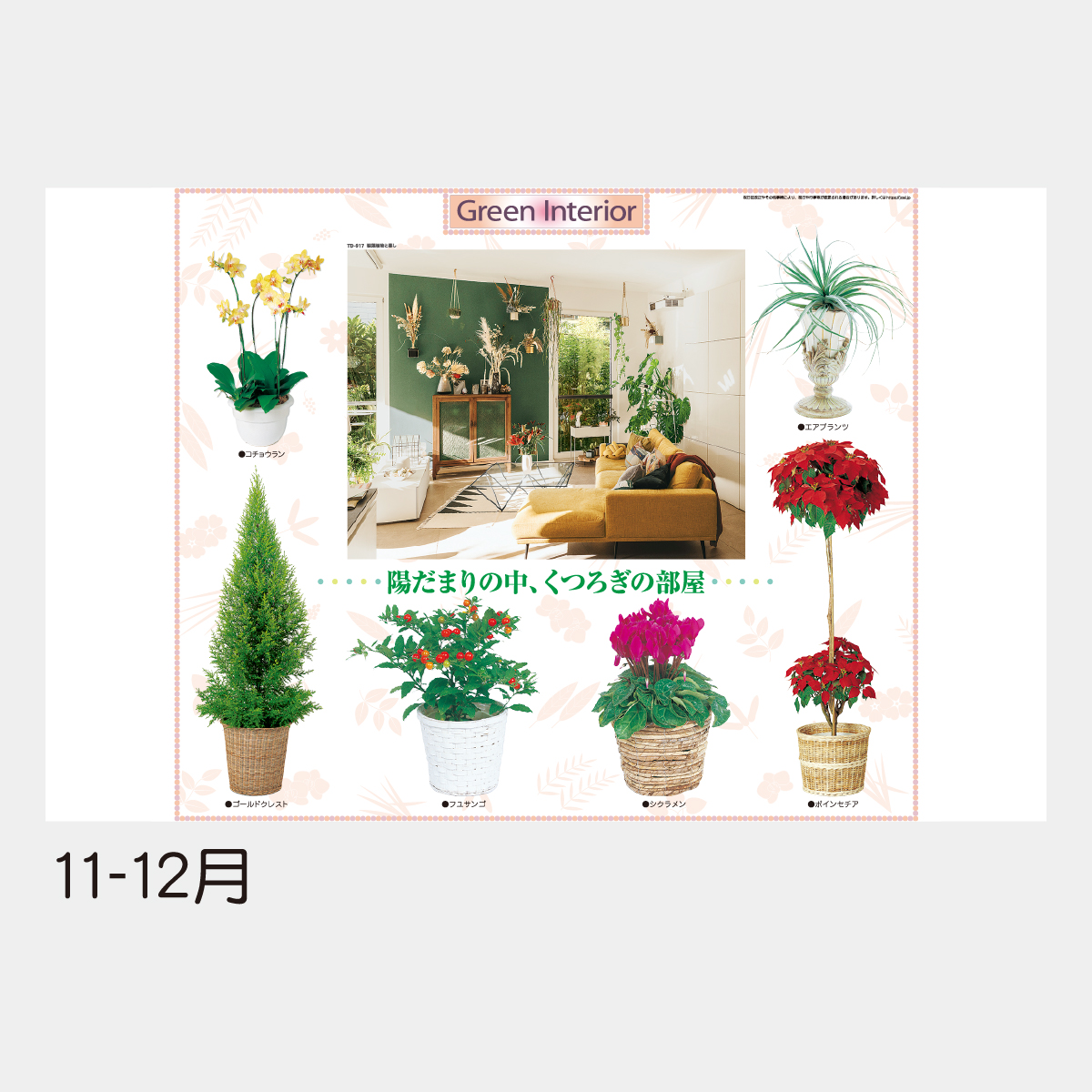 TD-917 観葉植物と暮し