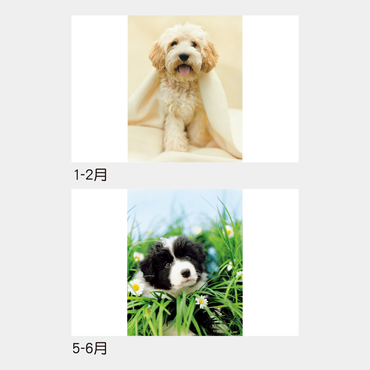 TD-933 ラヴ・ドッグ(レイチェル・ヘイル作品集)