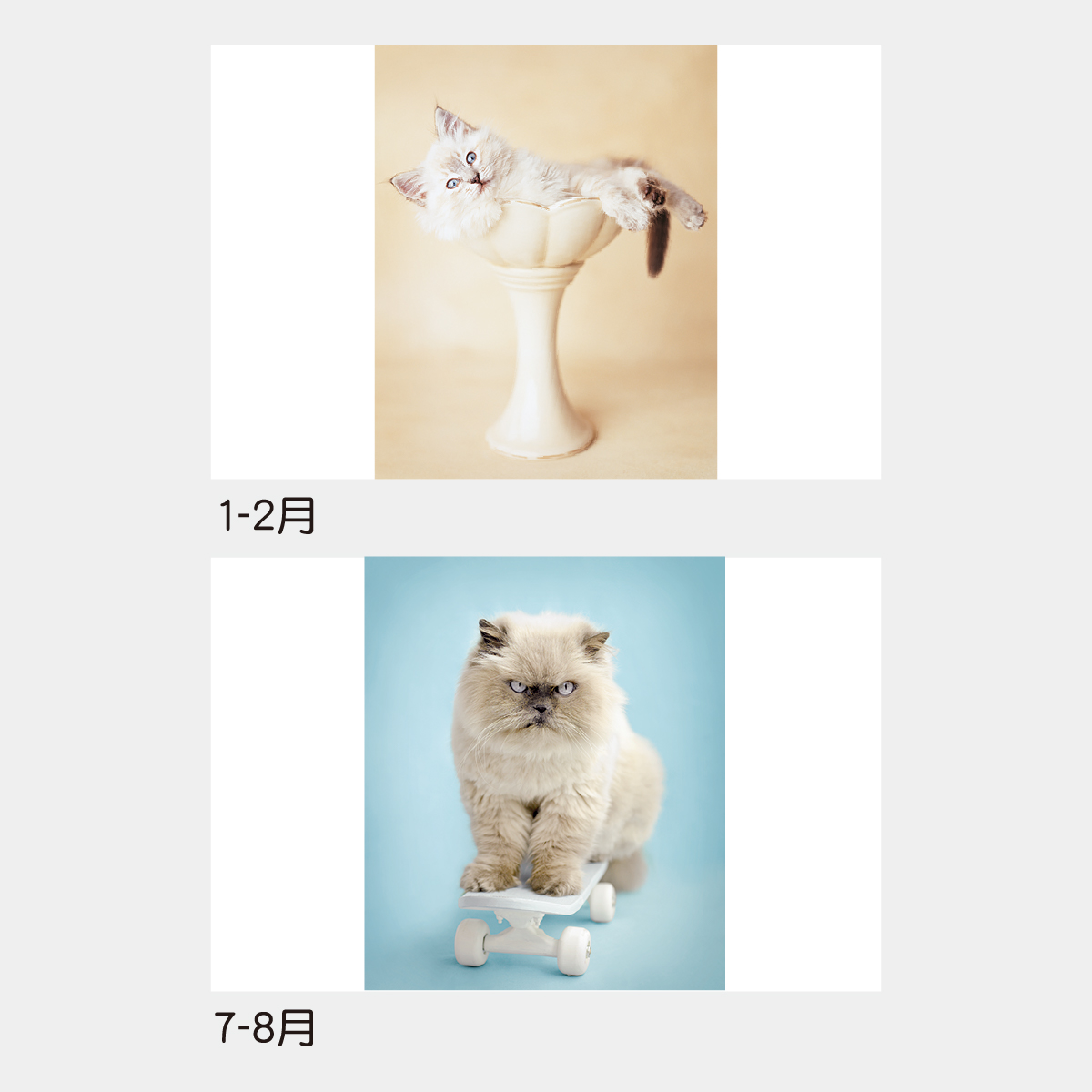 TD-934 ラヴ・キャット(レイチェル・ヘイル作品集