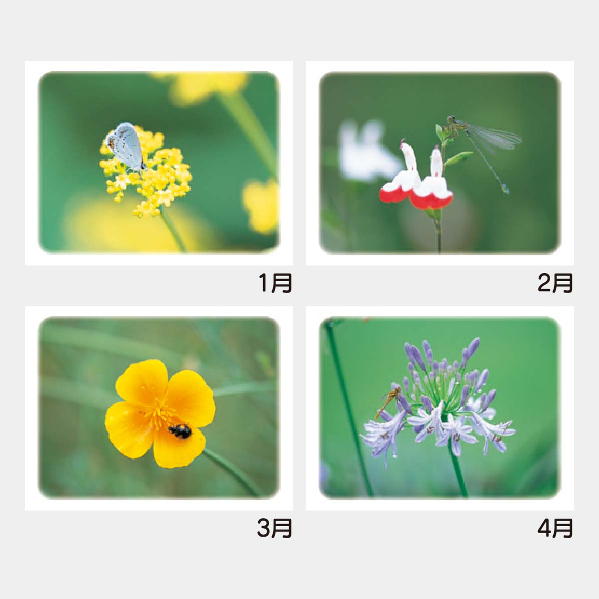 YK-2043 B8 プリティギャラリー(花)