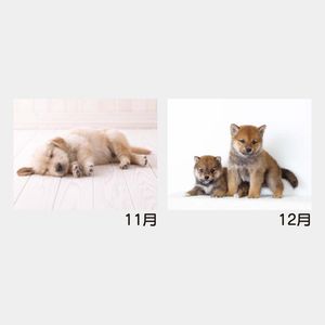 YK-2044 B8 ワンダフルランド(仔犬)
