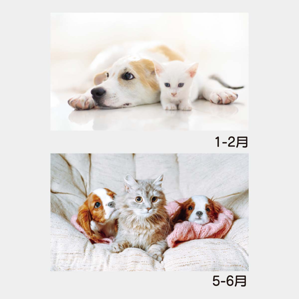 YK-2054 B8 犬と猫の散歩道