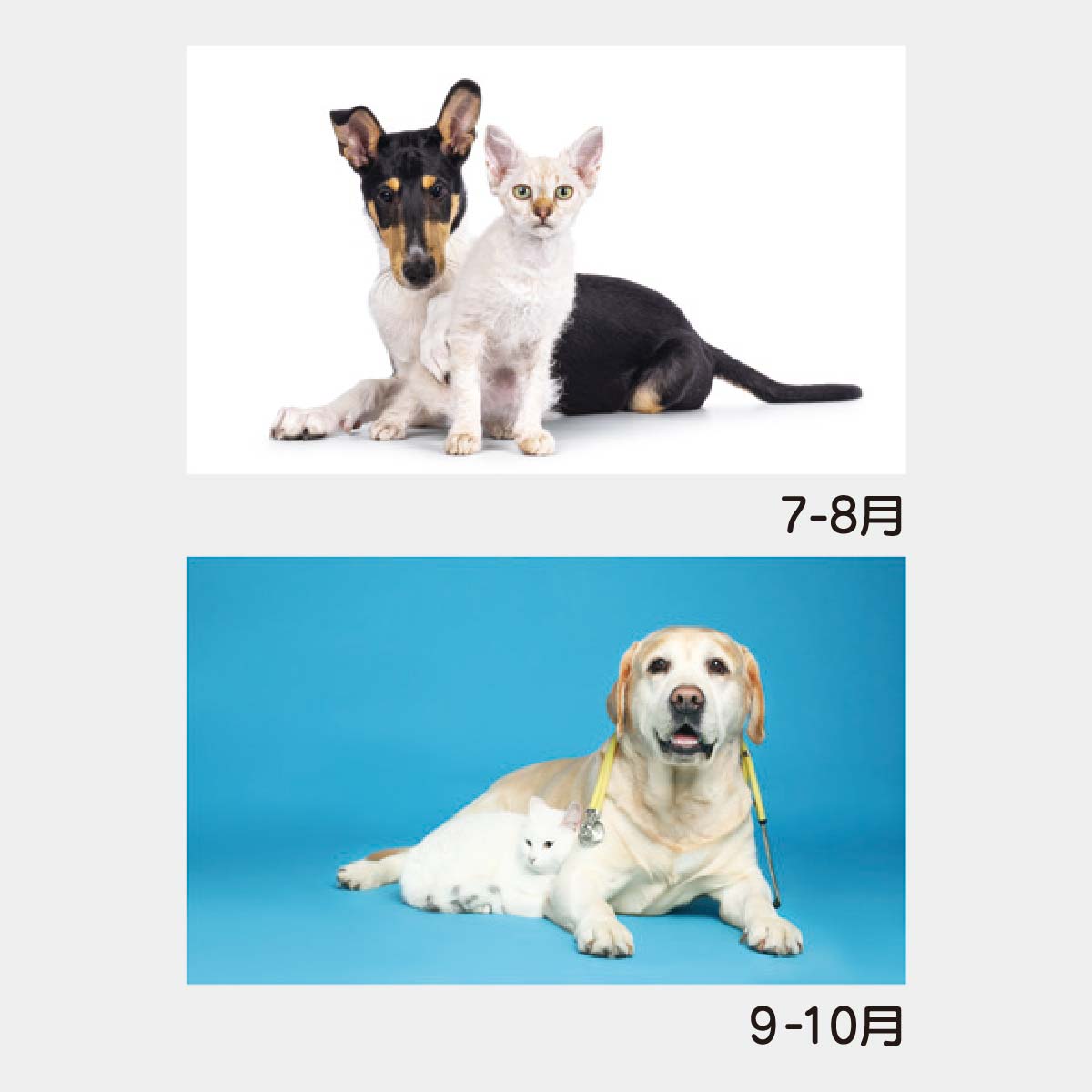 Yk 54 B8 犬と猫の散歩道 22年版の名入れカレンダーを格安で販売 名入れカレンダー印刷 Com Yk 54 B8 犬と猫の散歩道 22年版の名入れカレンダーを格安で販売 名入れカレンダー印刷 Com