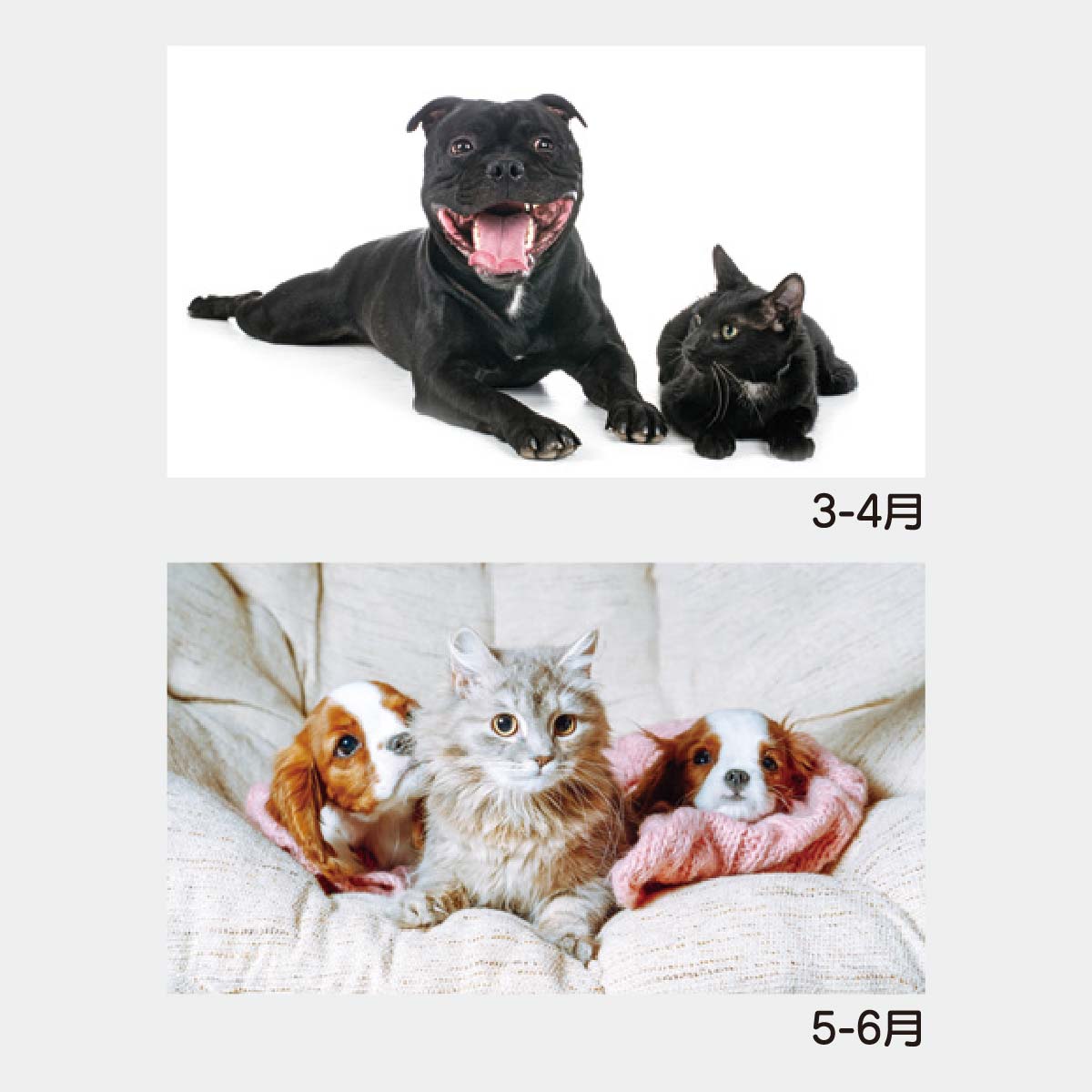 YK-730 犬と猫の散歩道