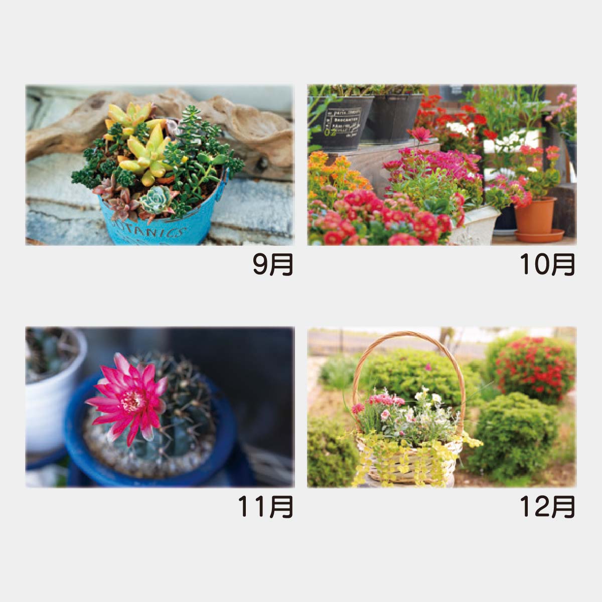 YK-823 カラフルガーデン