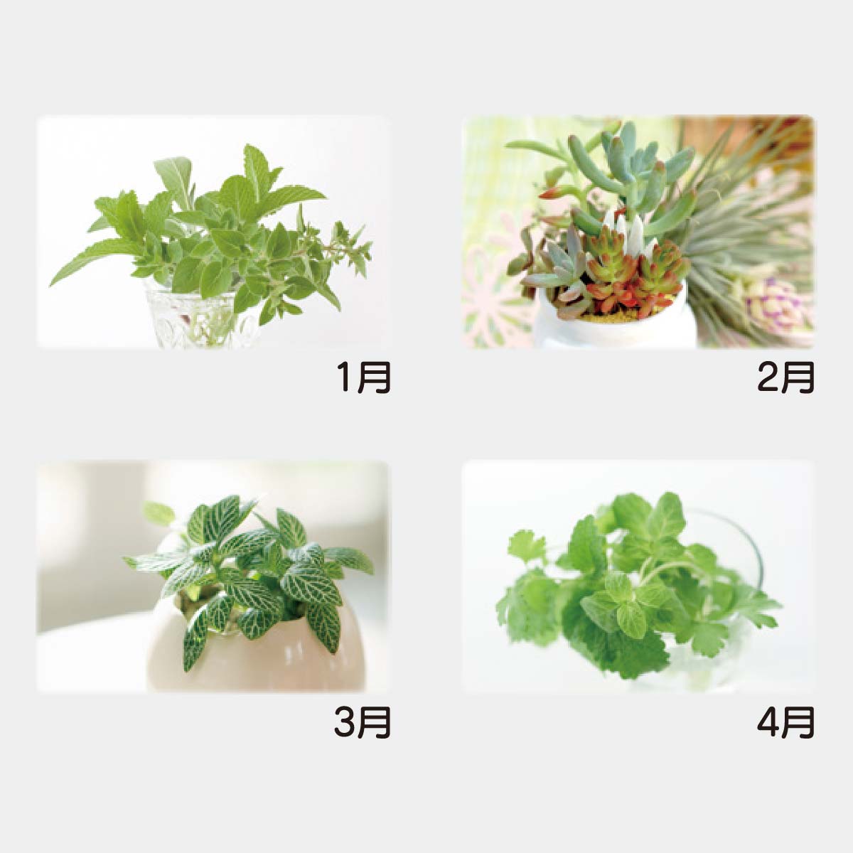 YK-827 グリーンリーフ