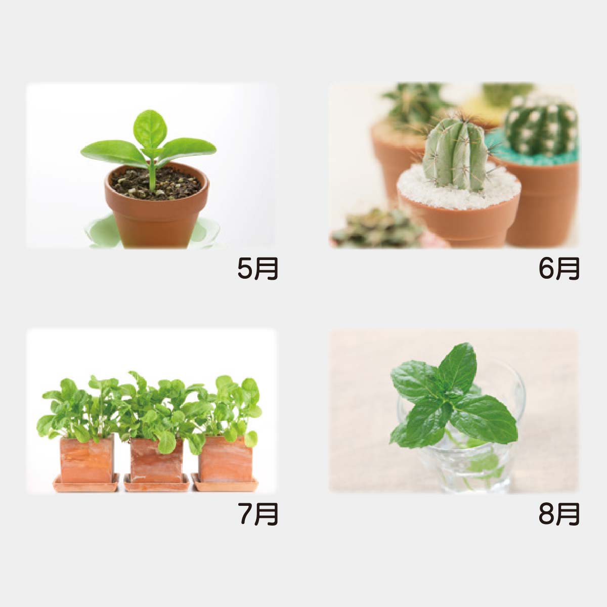 YK-827 グリーンリーフ